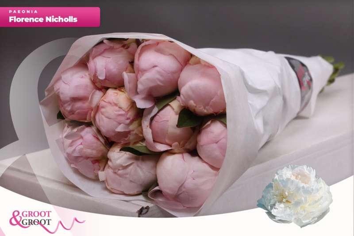 <h4>Paeonia Florence Nicholls | Heavy Quality</h4>