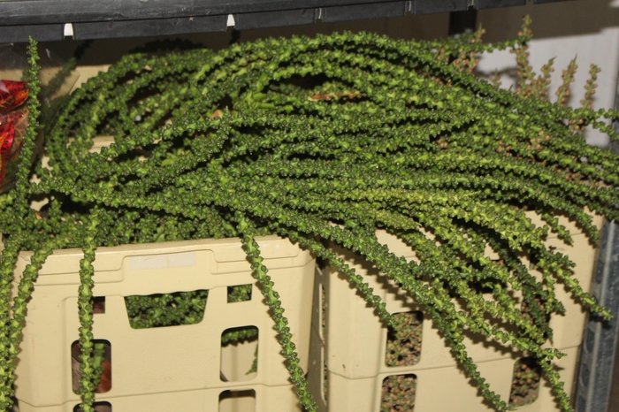 <h4>CACHO DE CARIOTA</h4>