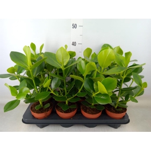 Clusia rosea 'Princess'