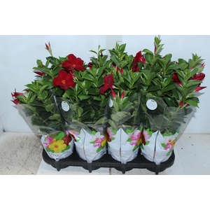 DIPLADENIA P15 VERMELHO