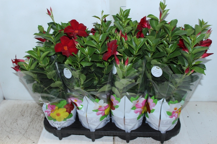 <h4>DIPLADENIA P15 VERMELHO</h4>