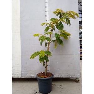 Albizia julibrissin