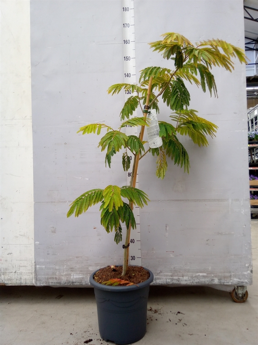 <h4>Albizia julibrissin</h4>