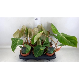 Philodendron gloriosum