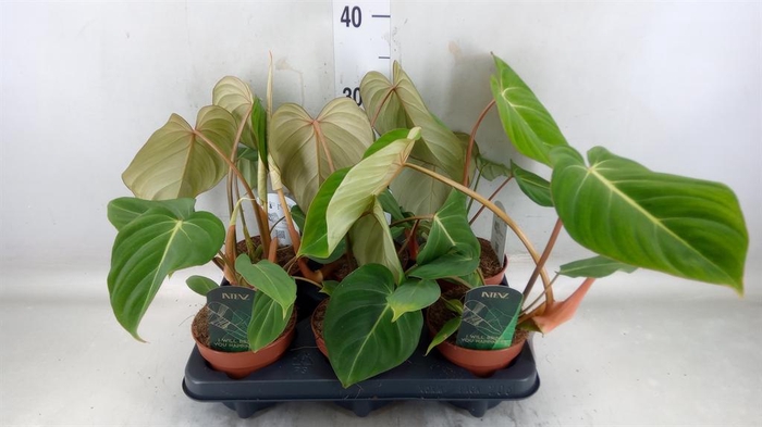 <h4>Philodendron gloriosum</h4>