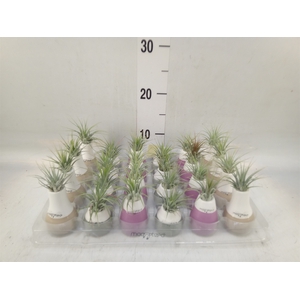 Tillandsia