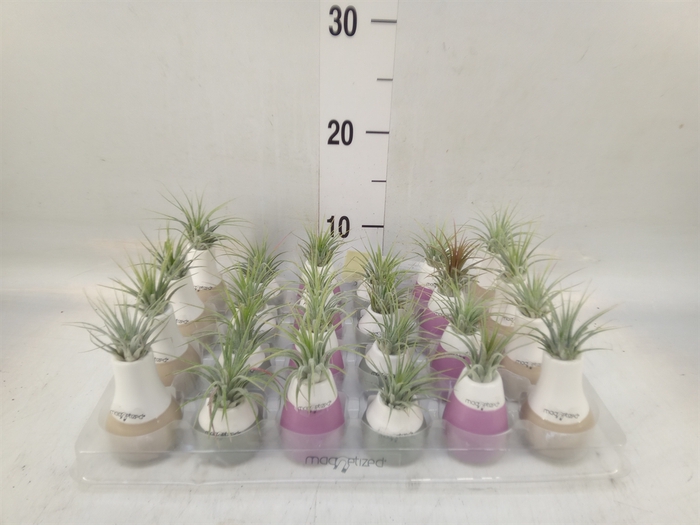 <h4>Tillandsia</h4>