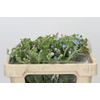 Oxypetalum Tweedia Blue