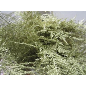 Asp Klb H% Extra Veren Red