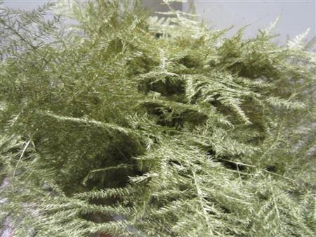 <h4>Asp Klb H% Extra Veren Red</h4>