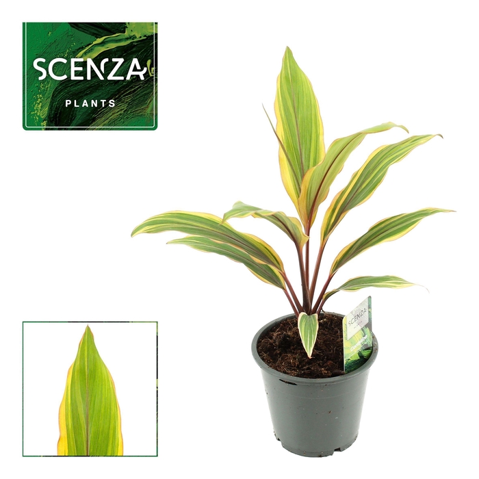 <h4>Cordyline Caramel Queen 12 cm (Scenza)</h4>
