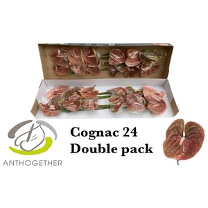 ANTH A COGNAC 24 Double Pack
