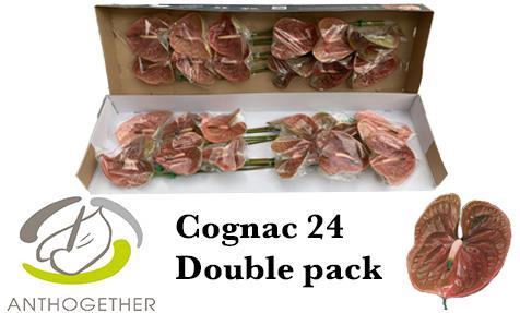 <h4>Anthurium Cognac</h4>