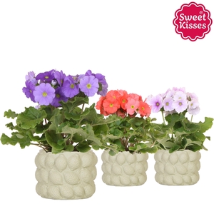 Primula Obconica Sweet Kisses mix in Citrus pot green