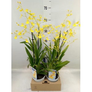 Oncidium   ...