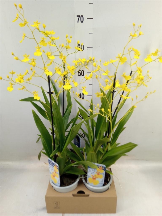 <h4>Oncidium   ...</h4>
