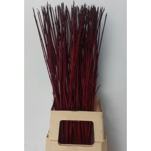 CORNUS ALBA SIBIRICA