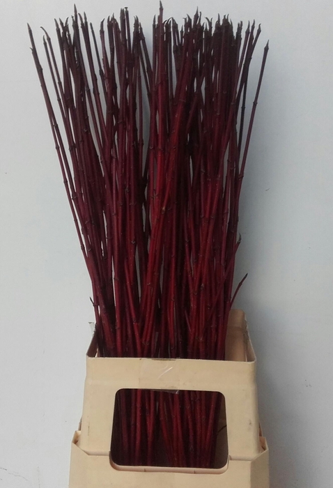 <h4>CORNUS ALBA SIBIRICA</h4>