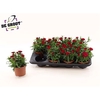 arr8 Dian Osc Cherry