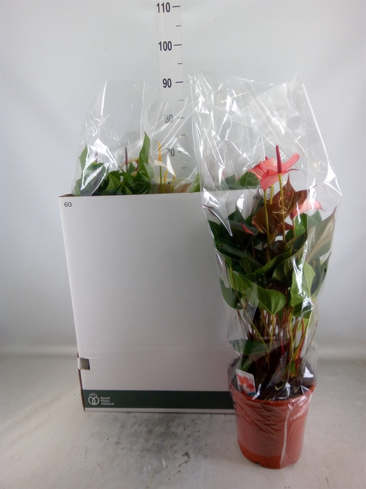 <h4>Anthurium   ...mix</h4>