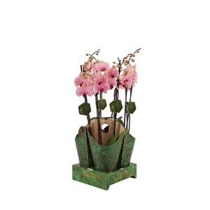 Signature Golden Nature Cover Phal Tropic Wonderland 2T16+