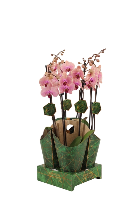 <h4>Signature Golden Nature Cover Phal Tropic Wonderland 2T16+</h4>