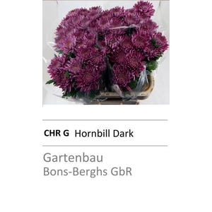 CHR G HORNBILL DARK