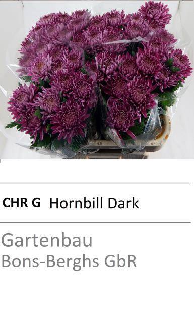 <h4>CHR G HORNBILL DARK</h4>