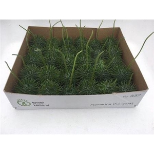 Sier Cucumis Egel L Holl X30