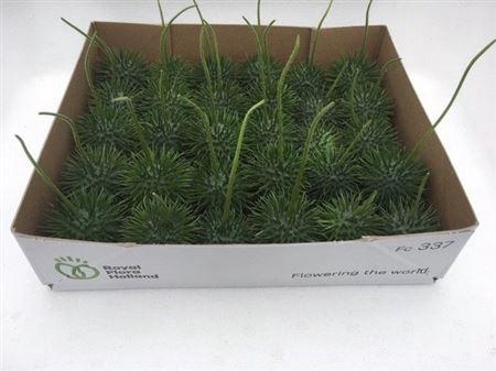 <h4>Sier Cucumis Egel L Holl X30</h4>