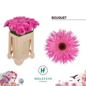 GE MS GERSP BOUQUET