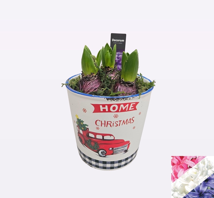 <h4>ARR HYACINTH</h4>