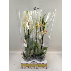 Phalaenopsis   ...yellow