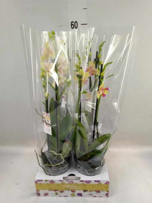 <h4>Phalaenopsis   ...yellow</h4>