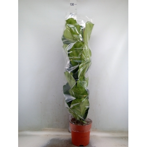 Ficus lyrata