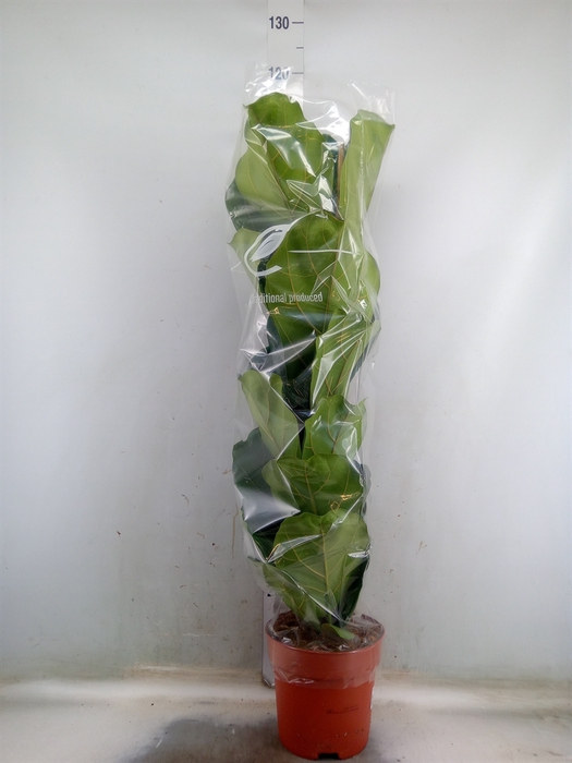 <h4>Ficus lyrata</h4>