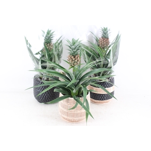 arr3 BS - Ker. Tribal mix ananas