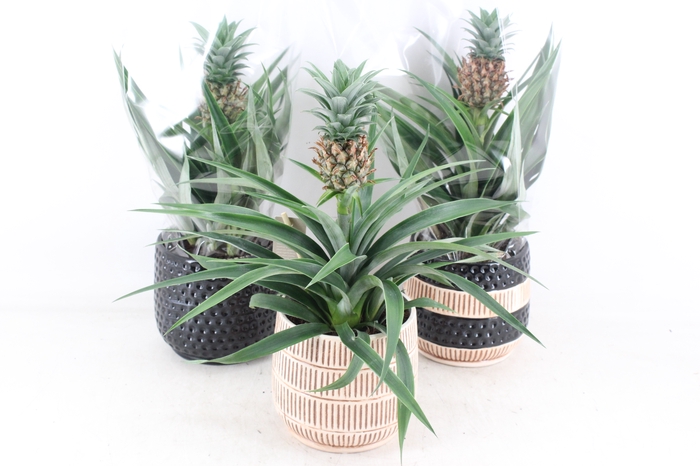 <h4>arr3 BS - Ker. Tribal mix ananas</h4>