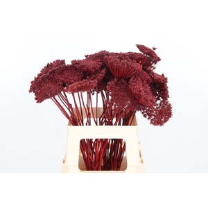 Ammi Zaad Kl Bh Bordeaux