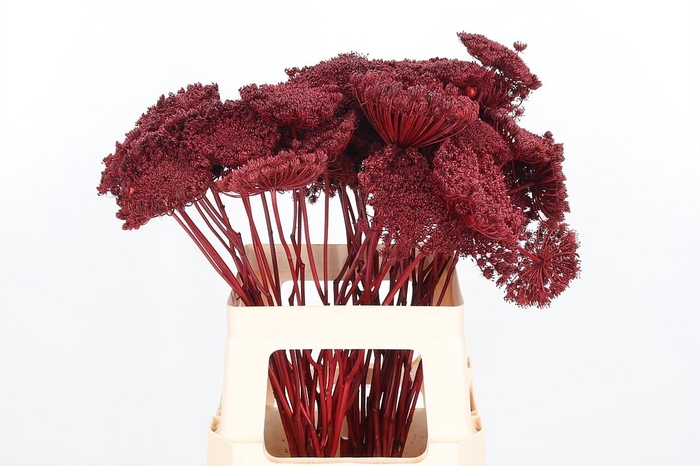 <h4>Ammi Zaad Kl Bh Bordeaux</h4>