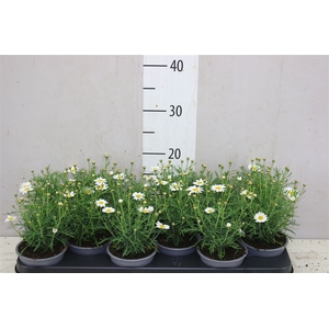 Argyranthemum Frutesc La Rita White