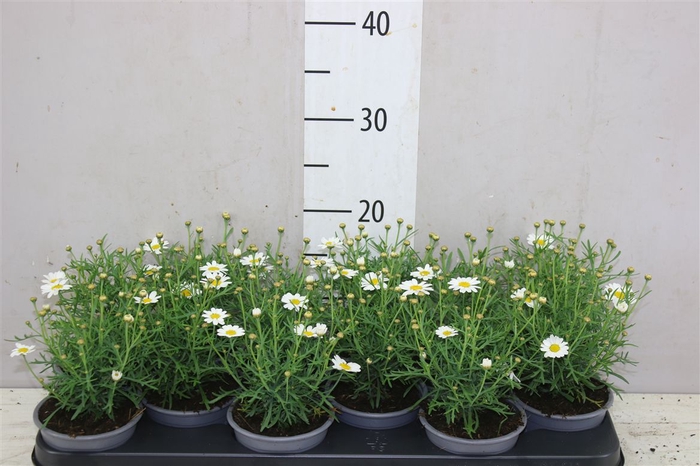 <h4>Argyranthemum Frutesc La Rita White</h4>