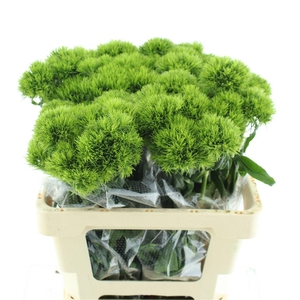 Di Barb Kiwi Mellow Super X10