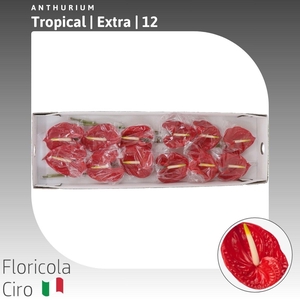 Anthurium Xavia