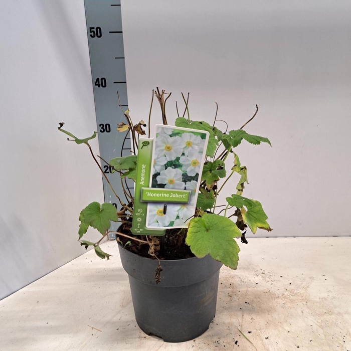 <h4>Anemone x hybrida Honorine Jobert</h4>