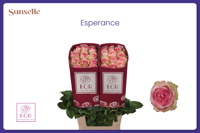 <h4>R GR ESPERANCE</h4>