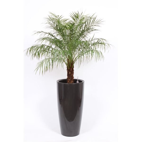 <h4>Phoenix roebelenii in Santorini pot "antraciet"</h4>