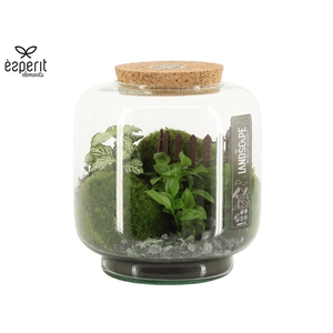 90772: Landscape terrarium arrangement