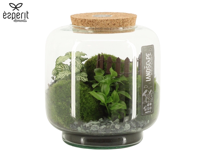 <h4>90772: Landscape terrarium arrangement</h4>