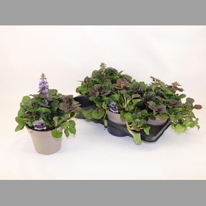 AJUGA REPT